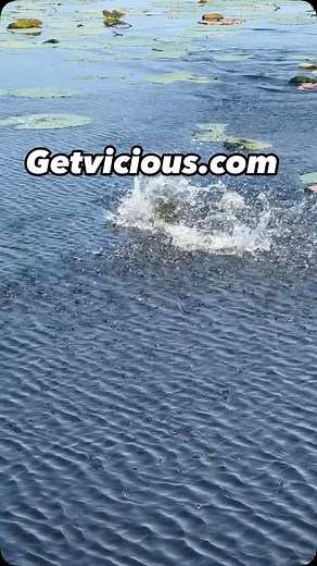 Spring cleaning sale on Vicious Standard Braid at GetVicious.com. All you n-stock spool sizes, colors and lb tests are 50% while supplies last. Discount shows in the cart. @viciousfishing get some at getvicious.com @peteponds | Pete Ponds