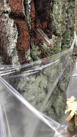 Exploring the Beauty of Moss and Lichen on Trees