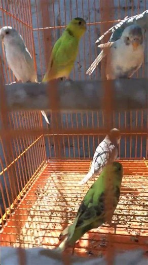 #shorts #travel #lifeisbutadream #shortvideos #automobile #nature ##birds #love