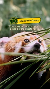 976 reactions · 35 shares | What’s Karma, our red panda, doing before guests roll in?  Once a month, he kicks off his morning with a weigh-in to make sure he’s staying in tip-top shape, followed by a special loaded breakfast to keep him healthy. But that’s not all! To support his geriatric care, Karma also gets a daily supplement boost mixed into his meals. #MandaiWildlifeReserve #RiverWonders #BehindTheGreens | Mandai Wildlife Reserve | Facebook