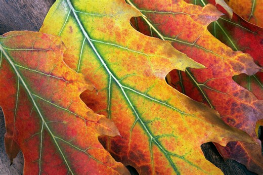 10 Fun Facts About Fall