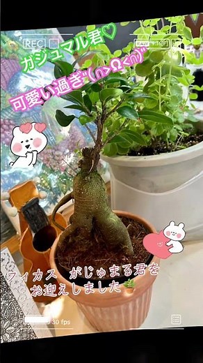 初めての フィカス がじゅまる♡育て方しってる？#観葉植物初心者 #育て方 #ヘルプ