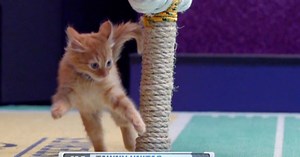 Cat Center - Week 4 Games