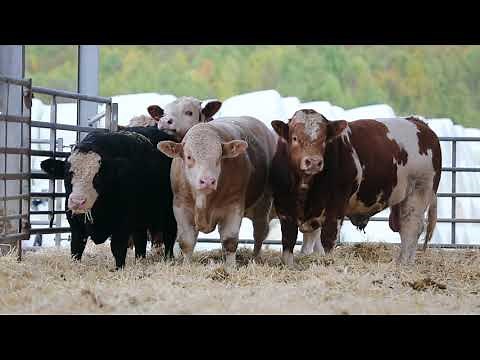 Simmental - Bull Beef