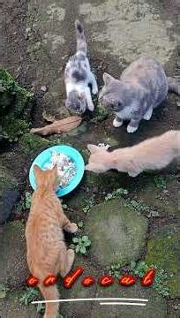KITTENS AND MOM ON GREEN PLATE #kitten #kittens #kittenlove #cat #catvideo #cats