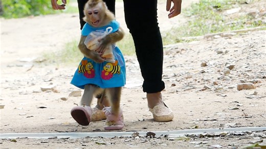 347K views · 9.8K reactions | Sara's Holding Cake Run So Fast To Eat Outside | Monkey Daily | Facebook