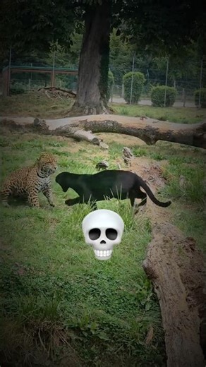 👀🐆🥶🤫 #trollface #trolledit #trollfaceedit #troll #edit #viral