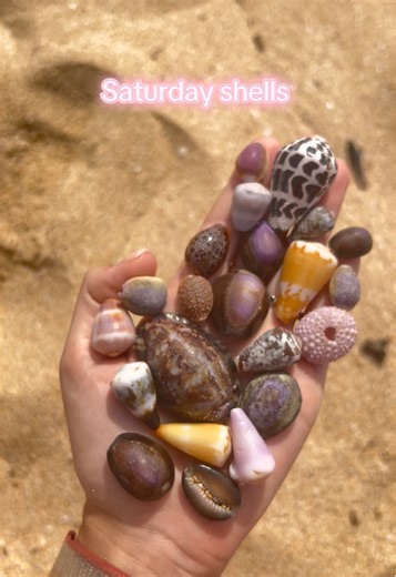 Shelling Adventure in Hawaii: Discover Beautiful Shells