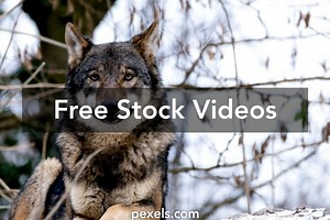 Wolf Howling Videos, Download The BEST Free 4k Stock Video Footage & Wolf Howling HD Video Clips