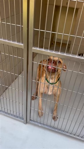 Evelynn becomes the sweetest girl imaginable once out of her kennel 😇💙 Evelynn is a 7-month-old, petite 41-pound puppy with a whole lot of love and puppy charm packed into her small frame. 🥰 She’s friendly, affectionate, and full of joyful energy—always ready for fun, cuddles, and adventure. Evelynn is easy to handle from the start. She comes in and out of her kennel calmly, is patient while being harnessed, and walks nicely on leash, keeping her focus on the trail. 🚙 She jumps into the car 