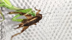 Macro footage of a big green mantis sitting on a paper napkin and eating cricket holding it by legs and jaws. Closeup view of two fighting insects. Hunting in nature. Concept of a fauna in environment