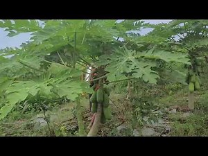 The Process of Spraying Glyphosate on Grass in Papaya Fields — Agriculture Farming