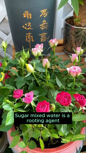 4 basic types of water for watering plants #garden #gardening #plants #planting #planthacks #gardenhacks #gardeningmakemehappy #gardeningtips #gardeningideas #gardeninspiration #gardenlove | Gardenning Moment