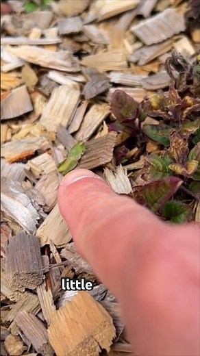 bee balm - aka bergamot, aka monarda - babies! #herbalism #materiamedica