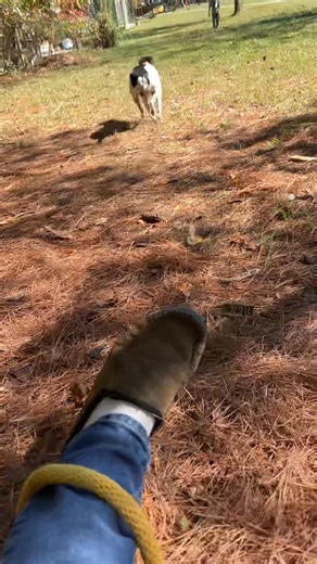 17K views · 399 reactions | Training a squirrel dog #squirrel #squirreldog #squirrelhunting | Spirit of the Outdoors | Facebook