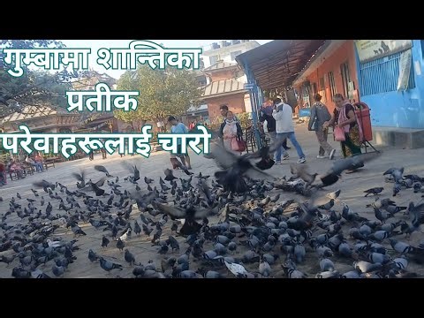 गुम्बामा शान्तिका प्रतीक परेवाहरूलाई चाराे | Pigeon Lover | Bird Lover |Domestic Pigeon |Columbidae