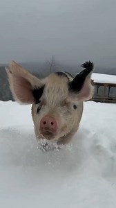 6.7K views · 159 reactions | Slam Pig  #slammetal #metalmemes #brutaldeathmetal #deathcore #metalmeme #deathmetalmemes #brutalslammingdeathmetal #bree | The Circle Pit | Facebook