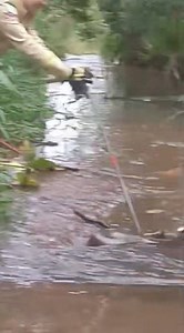 5.4M views · 49K reactions | Giro pelo Paraná  Olha o tamanho da cobra capturada pelos bombeiros ambientais essa semana em Guaíra -Pr . | Portal JR | Facebook