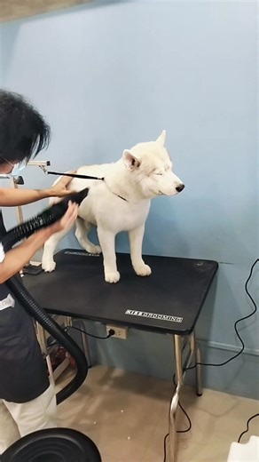 Another Dog another Groom We create happy tails! | The Hungry Paws PH - MacArthur Highway, Angeles City | Facebook