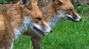 Fox Communication - Fox Guardians