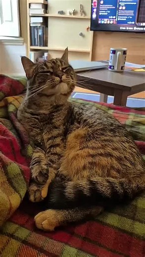 #catv amusant relaxing