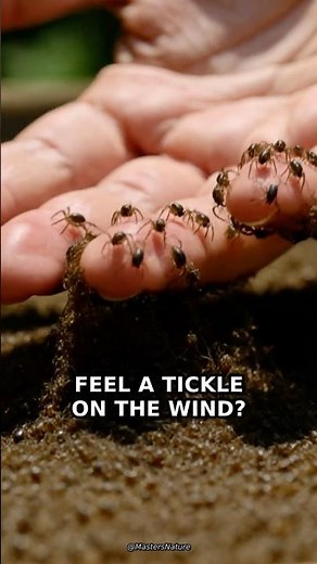 This Isn't Dirt… It's Thousands of Baby Spiders