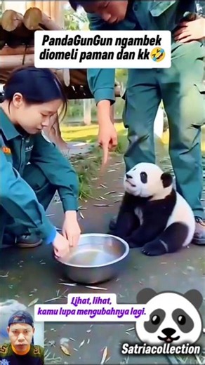 GunGun the Panda is Sulking! 🤣 His Hilarious Antics Make Everyone Laugh 🤣🤣
