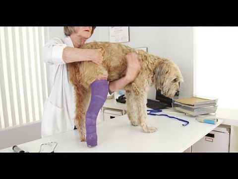 Longer casts a better fit for dogs with hind-leg injuries