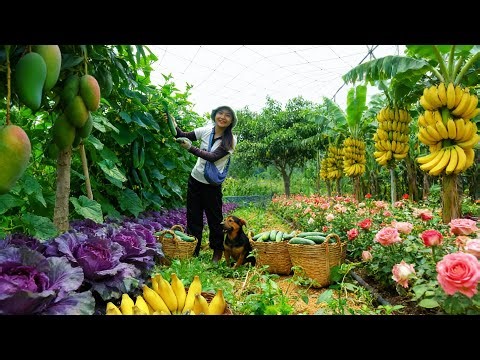 Harvesting Farm Produce: Cucumbers, Purple Bok Choy, Romanesco Cauliflower, Mangoes, Bananas To Sell