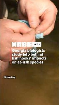 Georgia biologists study impacts of fish hooks on at-risk species #WABENews #wildlife