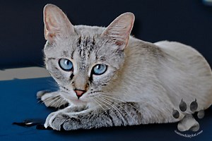 Lynx Point Siamese Cat: Definition & Characteristics