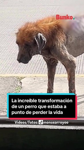 La increíble transformación de un perro con final feliz