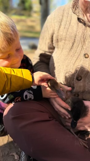 A morning lesson in gentleness: two ducklings, a circle of curious hands, and one generous parent—Thank you Molly! 🦆🫶 | Odyssey Community School