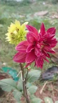 #daliya #flowers #plants#poo#beautiful#nature#senary#trending#viral#video#shorts#home #garden #today