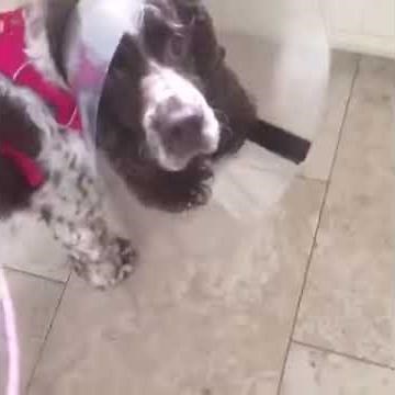 dog before and after cataract surgery