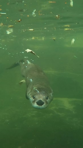 Léto v Zoo Praha: Život vyder v plném proudu!