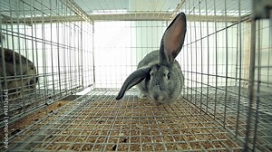 laboratory animals in a cage