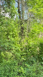 9.7K views · 189 reactions | This Eastern screech owl just got his second chance at a life out in the wild! We are not quite sure what happened to this little guy, but he came to us after he was found on the ground experiencing a bit of head trauma. Did you know that Eastern screech owls are the most common owl we get here in Ohio? 1..2..3.. be free! 黎 | Back To The Wild, Castalia, Ohio | Facebook