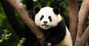 Panda gigante sai da lista de espécies em perigo de extinção