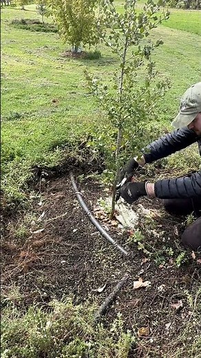 Grow your own truffles at home in the backyard!