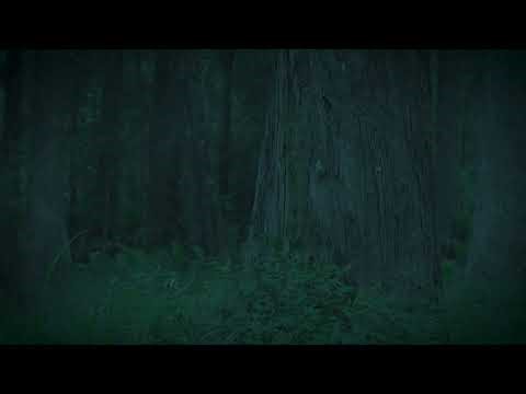 Dancing Fern Leaves • Finding Joy in Small Details