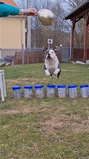 Gas vs home obstacle course 😄🐶 #dog #gas #funnydog #dogchallenge #dogtraining #doggielife #dogjump