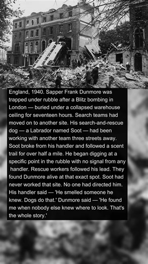 Soldier's Dog Found Him After He Was Buried Alive in Rubble | Military History Talks