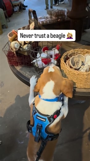 The Beag Life on Instagram: "He’s a ticking time bomb looking for something to inspect or destroy!! #thebeaglife #naughtybeagle #breakable"