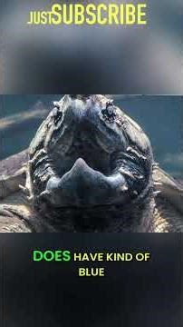 Alligator Snapping Turtle: Life-Changing Zoo Encounter! #shorts