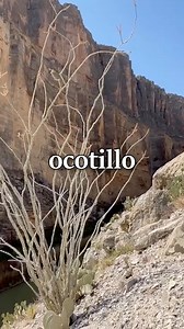 469K views · 17K reactions | Native uses of ocotillo: food, medicine,...