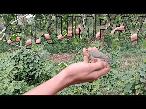 NATURE EXPLORATION: Getting to Know the Firebird in Indonesia's Tropical Forests