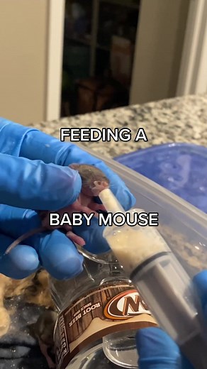 Feeding a Baby Mouse: Care Tips and Diet Guide