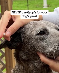 Your dog's ear issue may be stemming from a far deeper problem ‼️ | PetLab Co.