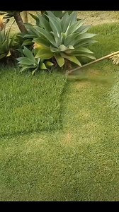 1.4M views · 3.6K reactions |  Dive into quick farming hacks with our bite-sized tips #farming #farm #plants #grafting | Kito.Uno | Facebook